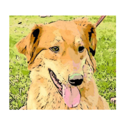 red-dog-inspection
